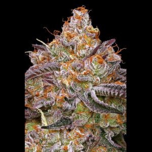 semilla feminizada Granny Candy de Humboldt Seeds Company para cultivo