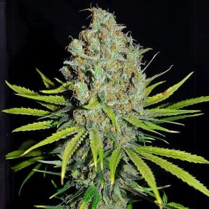 Semillas feminizadas Grape Stomper para cultivo de cannabis