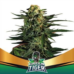 Green Tiger Faster Flowering 4 u. fem BSF Seeds