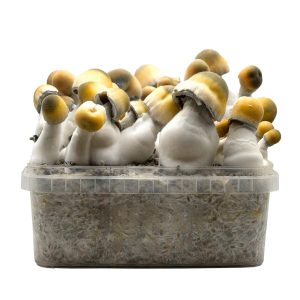 Grow Kit Bluey Vuitton Hybrid