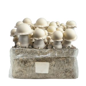 Grow Kit Bolsa Easy Grow 2 lt. Albino Monkey Mak