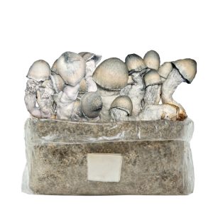 Grow Kit Bolsa Easy Grow 2 lt. Riple Rilla