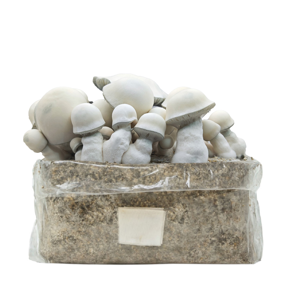 Grow Kit Bolsa Easy Grow 2 lt. Tidal Wabe Ape