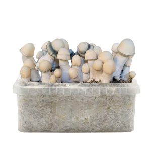 Grow Kit Yeti Hybrid