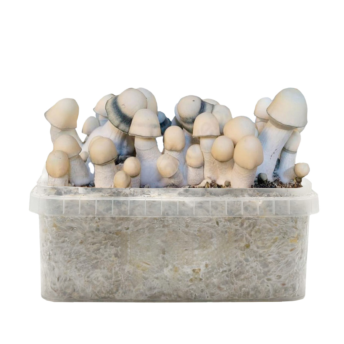 Grow Kit Yeti Hybrid