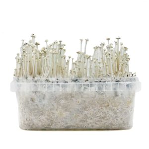Grow Kit Panaeolus Cyanescens