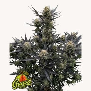 Semillas feminizadas Guava RF3 de Fast Buds para cultivo de cannabis
