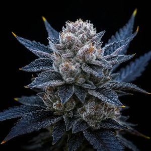 semillas feminizadas Guava Ice Cream Triploid para cultivo