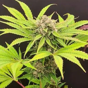 Semillas feminizadas Guavarita 4 unidades para cultivo