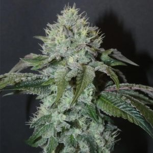 Guaya Burger 3+1 Bask Triangle Farms