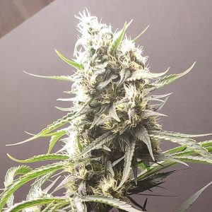 Gunk 4 u. Seeds of Anarchy