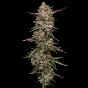 semillas feminizadas Guzzlerz Humboldt Seeds Company para cultivo
