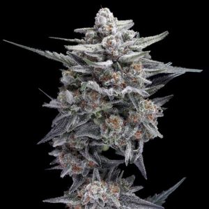 HG23 - Michael Jordan 3 u. fem. DNA Genetics