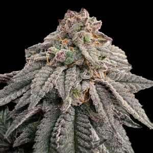 Hash Belt Limited Edition Gratefull Seeds