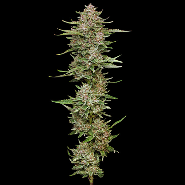 semillas feminizadas Hella Jelly Humboldt Seeds Company para cultivo