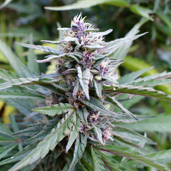 semillas feminizadas Hi-biscus Humboldt Seeds Company para cultivo