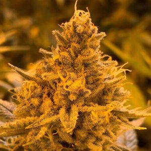 Hibiscus R-Kiem Seeds