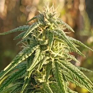 Himalaya Snow 5 u. Regular Ace Seeds