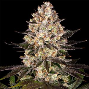 semillas feminizadas Hindu Kush de Barney's Farm para cultivo