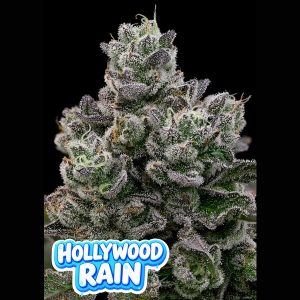 semillas feminizadas Hollywood Rain de Anesia Seeds para cultivo