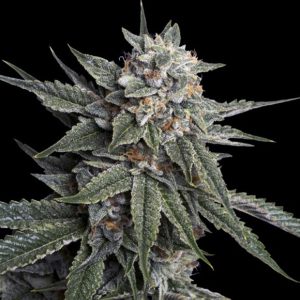 Holy Grail Kush 3 u. fem. DNA Genetics