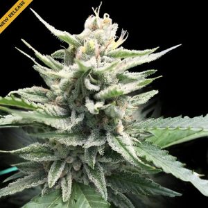 Honey Banana 3 u. fem. DNA Genetics