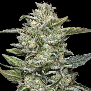 semilla feminizada Honey Bear de Humboldt Seeds Company para cultivo