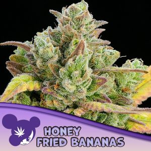 semillas feminizadas Honey Fried Bananas de Anesia Seeds