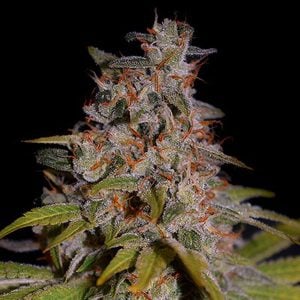 Honey Papaya 5u. G13 Labs