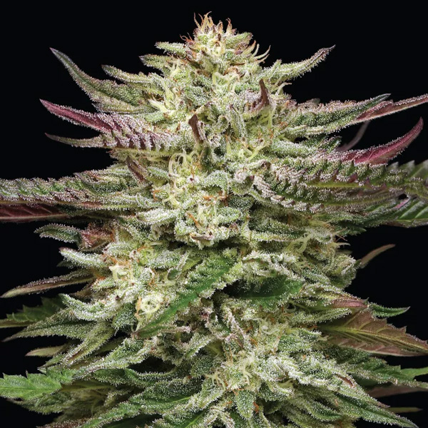 semillas feminizadas Humboldt Headband para cultivo