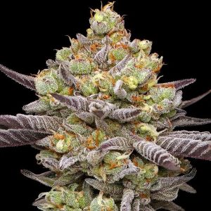 semillas feminizadas Hyper Za de Humboldt Seeds Company para cultivo