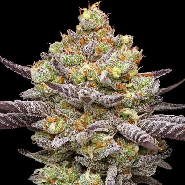 semillas feminizadas Hyper Za de Humboldt Seeds Company para cultivo