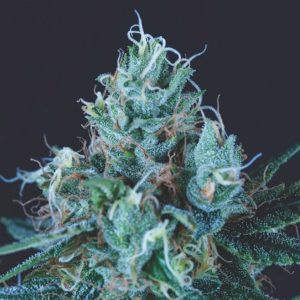 semillas feminizadas Ice Cream de Pyramid Seeds para cultivo