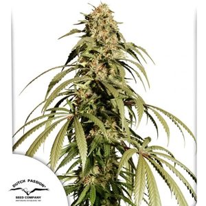 Ice Cream Haze Dutch Passion