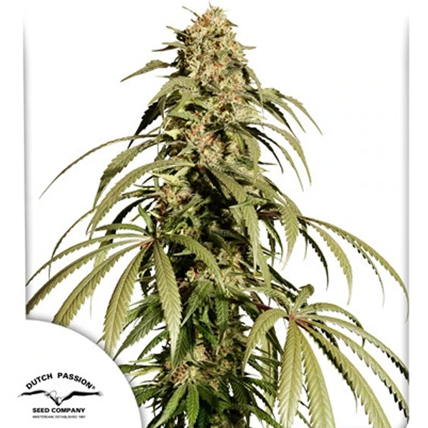 Ice Cream Haze Dutch Passion