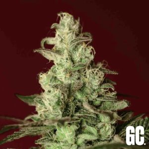 Iced Apples Grand Cru Genetics