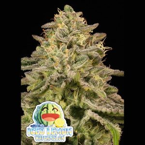 semillas feminizadas Iced Lemon Watermelon de Anesia Seeds