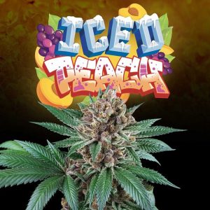 Iced Peach 3+1 u. fem Perfect Tree