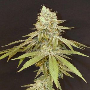 semillas feminizadas Izozki Boom 3+1 Bask Triangle Farms para cultivo