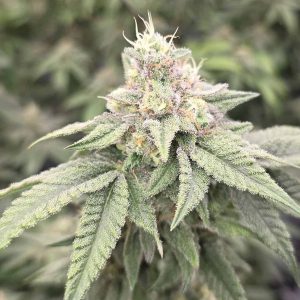 Japanesse Tea 13 u. Reg Bask Triangle Farms