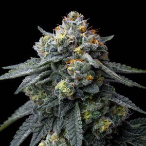 semillas feminizadas Jealousy de Barney's Farm para cultivo
