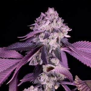 Semillas feminizadas Jealousy Sacred Terps para cultivo