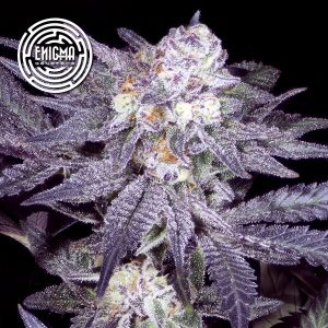 semillas feminizadas Jealousy 54 Enigma Genetics para cultivo
