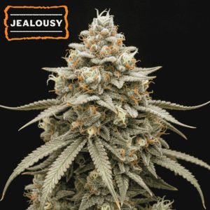 semillas feminizadas Jealousy de Seedstockers para cultivo