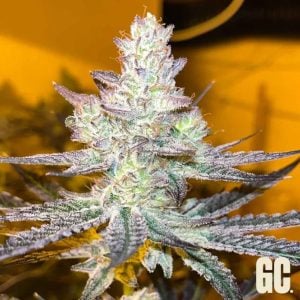 semillas feminizadas Jelly Banana de Grand Cru Genetics para cultivo