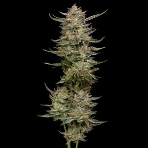 semillas feminizadas Jelly Donutz de Humboldt Seeds Company para cultivo