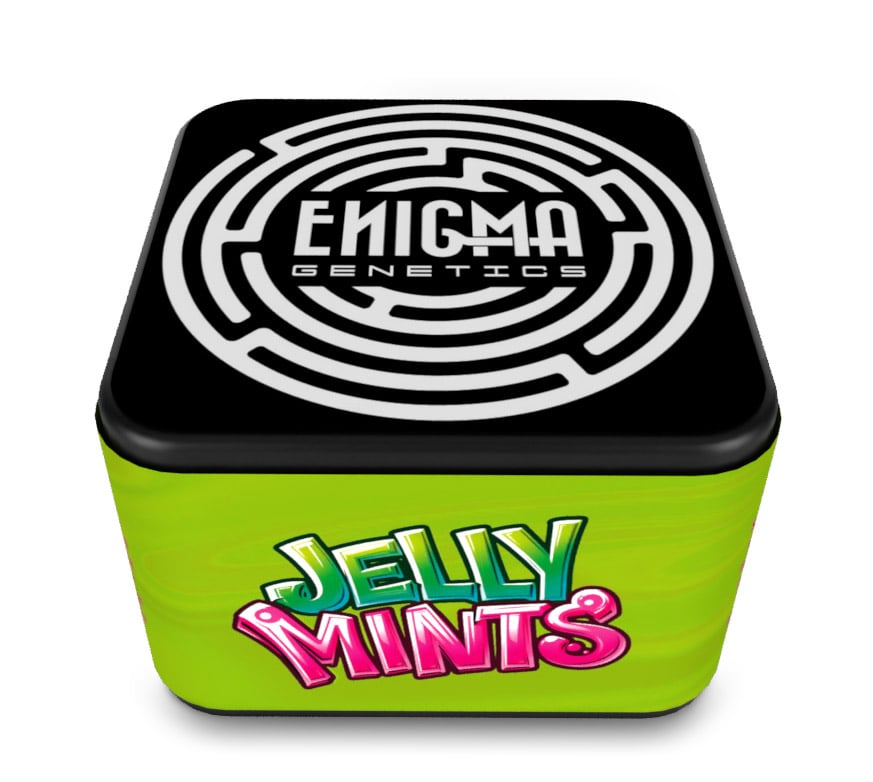 semillas feminizadas Jelly Mints Enigma Genetics para cultivo