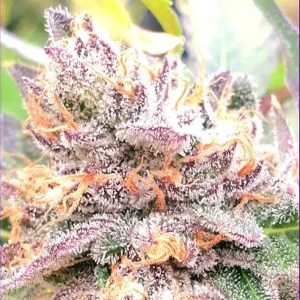 Semillas feminizadas Jellyciouz 4 unidades para cultivo