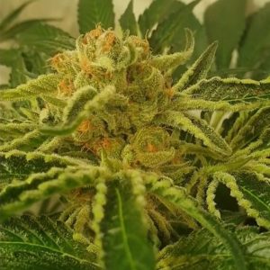 Cuatro semillas feminizadas ZmoothieZ para cultivo