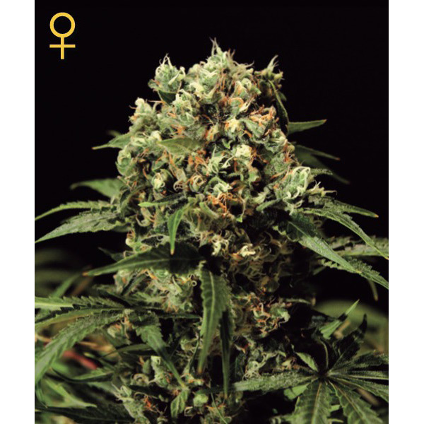 Kalashnikova 3 u. fem. Green House